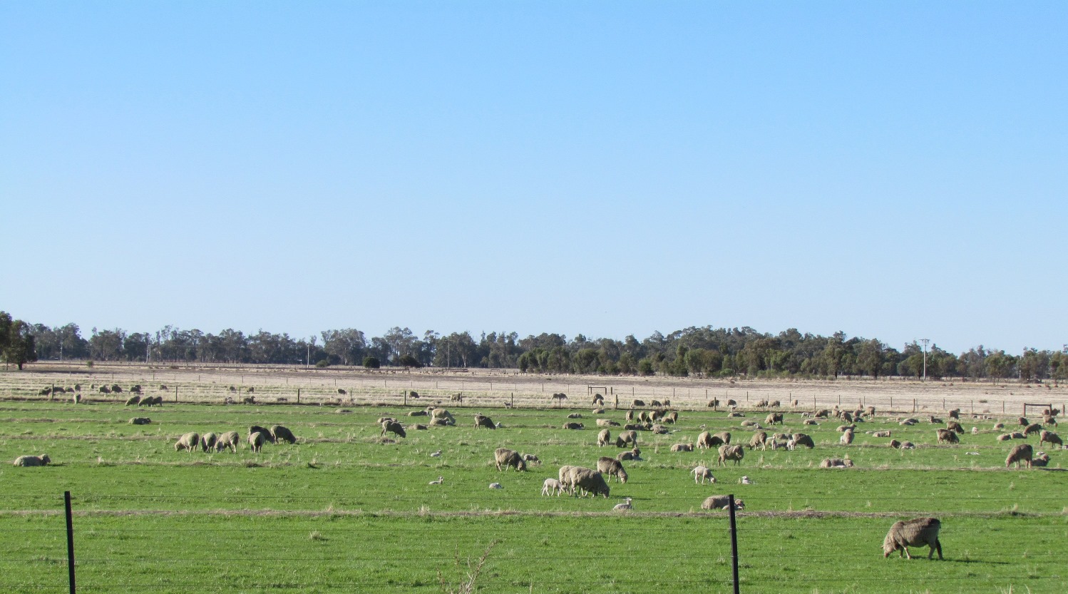 Sheep grazing in paddock