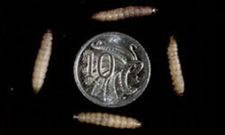 Creamy brown coloured wax moth larvae, the length of a 10 cent piece