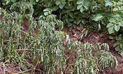 Wilted potato plants caused by R. solanacearum next to healthy plants