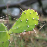 Prickly leaves of the prickly pear
