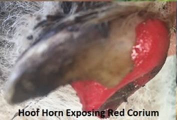 Lamb's hoof horn with exposed red corium