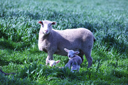 Ewe with two lambs in pasture