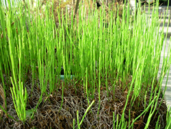 Green stems of a horsetail weed 