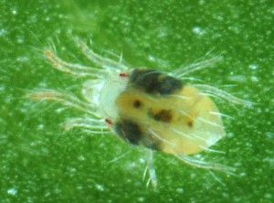 Microscopic view of an adult two-spotted mite