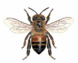 European honeybee Apis mellifera is smaller than the bumblebee and less brightly coloured