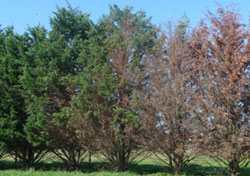 Row of trees with dieback at different stages