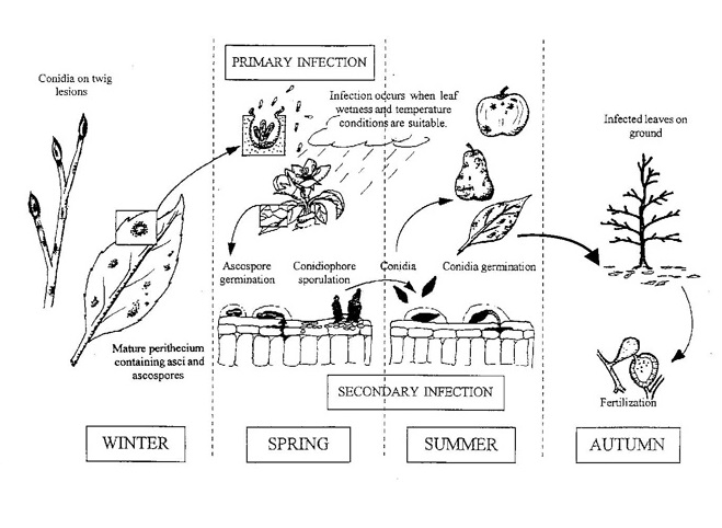 In the apple and pear scab disease cycle, the fungus lives in the leaves and twigs over winter. Primary infection occurs in spring when leaf wetness and temperatures are suitable. Ascospore germination and conidiophore sporulation occurs. Secondary infection occurs in spring and summer. Conidia germination occurs. In autumn infected leaves fall to the ground and where the fungus undergoes sexual reproduction.