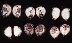 Cross-sections of unhealthy chestnuts showing inside rot with healthy chestnuts without rot