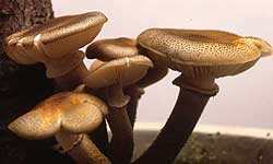 Honey-coloured toadstools formed at the base of an affected tree