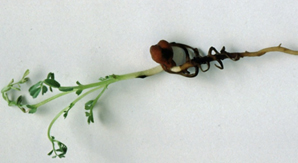 Photo of chickpea plant with lesions and black fruiting bodies