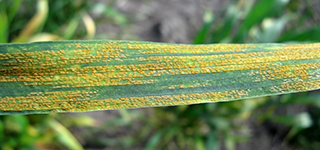 Wheat leaf covered in stripes of yellow pustules