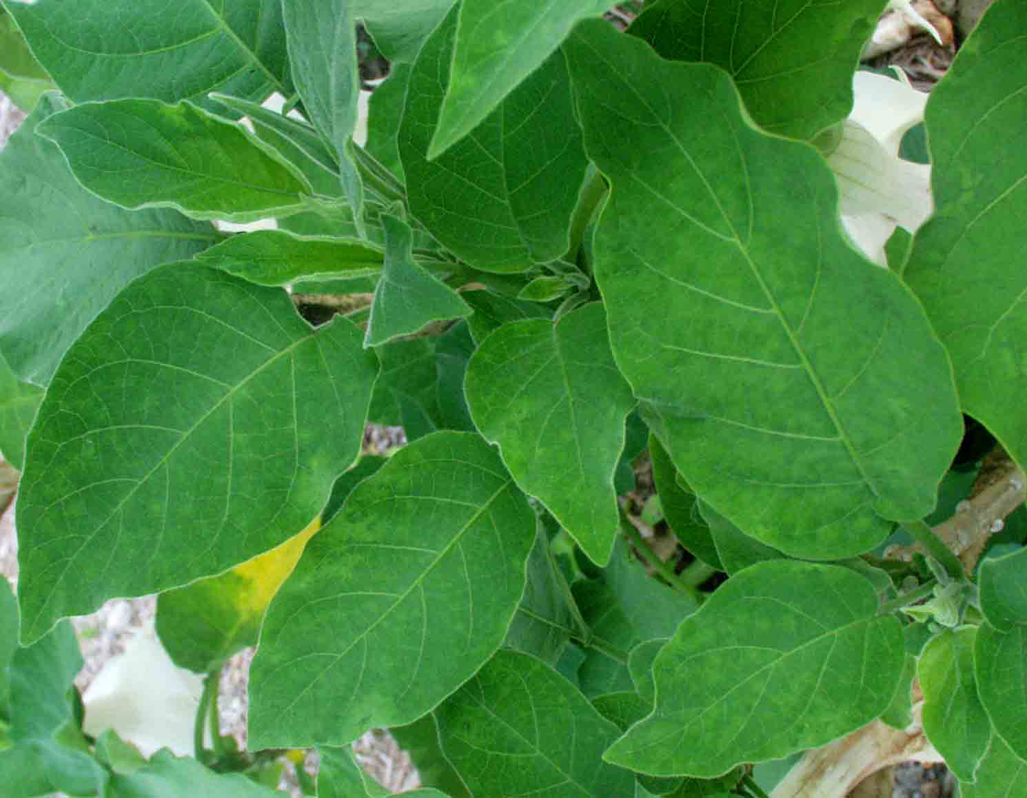 Leaf symptoms showing faint chlorotic spots