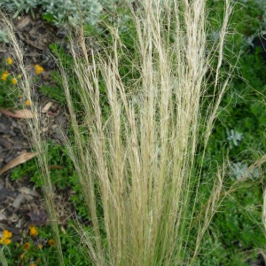 Long feathers with clusters of seeds at top