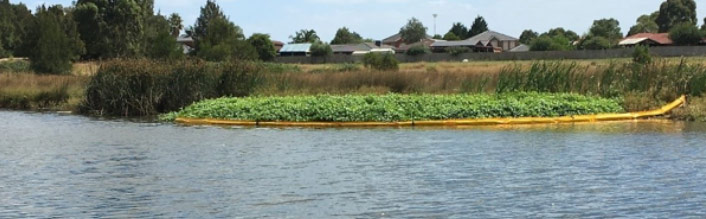 Alligator weed infestation found in eastern Melbourne contained with a floating boom