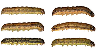 Illustrations of fall armyworm caterpillars.
