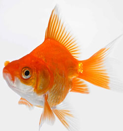Goldfish, orange and silver