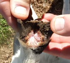Photo of a close-up of a hoof showing symptoms of footrot