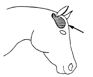 Diagram showing the horizontal direction a bullet should be shot into the horses' head between the ears and eyes