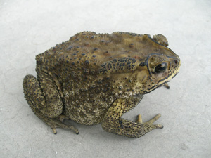 Asian black-spined toad