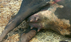 Blackened legs and udder of a cow laying on its side 