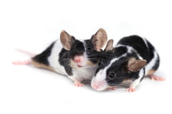 Two black and white striped mice lying down}