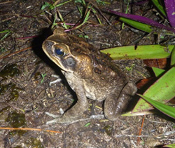 Cane toad blending into dirt next to green plant 