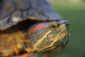 Close up of turtle head with red stripe from behind the eye down it's face/neck 