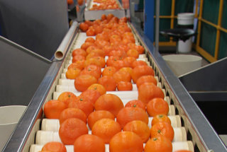  Mandarins on a farm sorting and grading machine