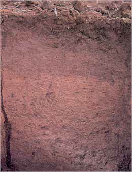 Cross-section of compacted soil with few pores and little texture
