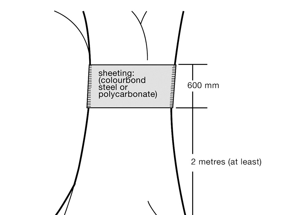 Diagram of a 600mm steel or polycarbonate sheeting used in a band around a tree trunk, at least 2 metres above the ground