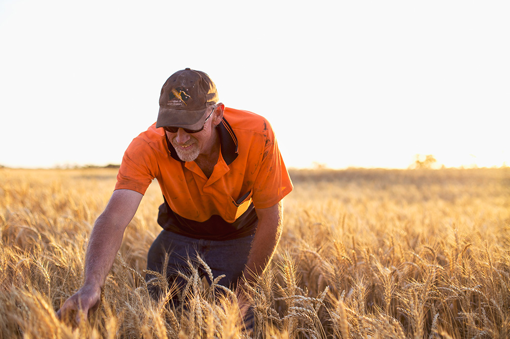 Barry crouched down in the field examining his wheat crops