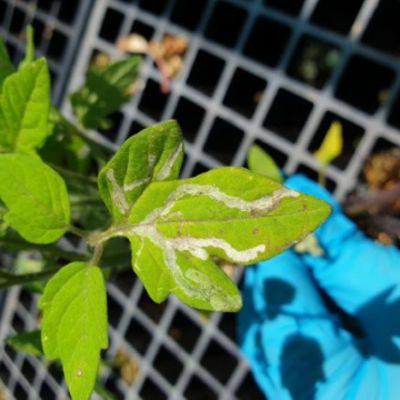 Damage to tomato leaf by leafminer