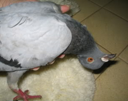 Pigeon with twisted neck 