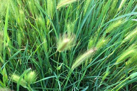 Green, yellow coloured wheat looking grass