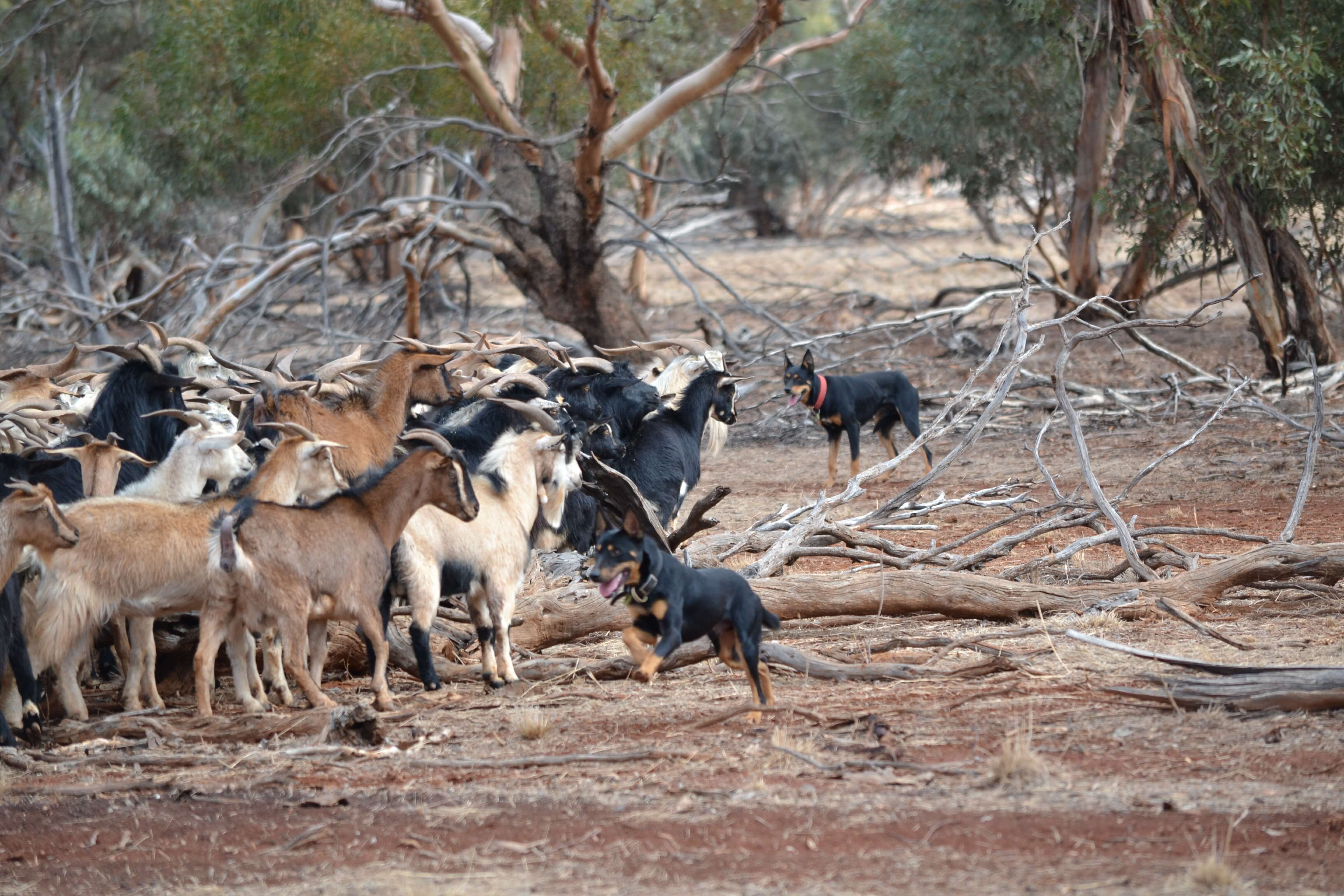 Herd of goats being rounded up (mustered) by working dogs