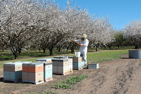 Beekeeper checking hives in an orchard, flowering trees in the background