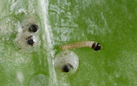 Codling moth eggs and newly hatched larvae