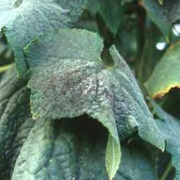 Charcoal mould on a cucumber leaf