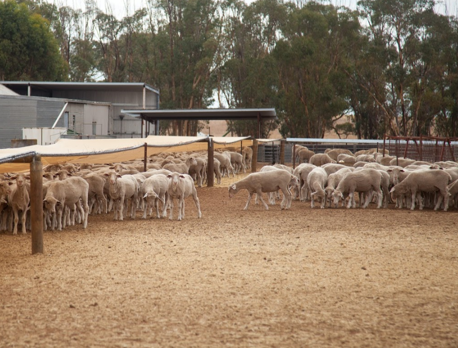 Sheep in a stock containment area