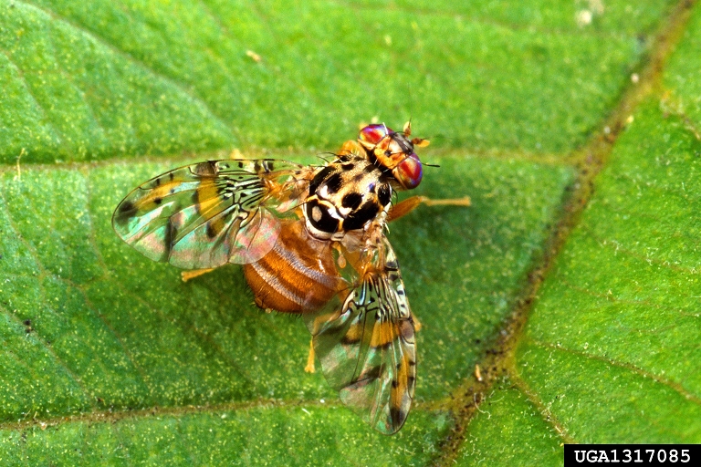 Picture of an adult Mediterranean fruit fly. It has distinctive stripes on the abdomen, black markings on the thorax, and brown bands on the wings. 