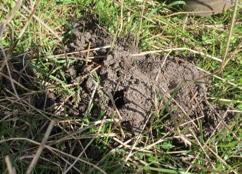 A small mound of grey soil on the surface of grass