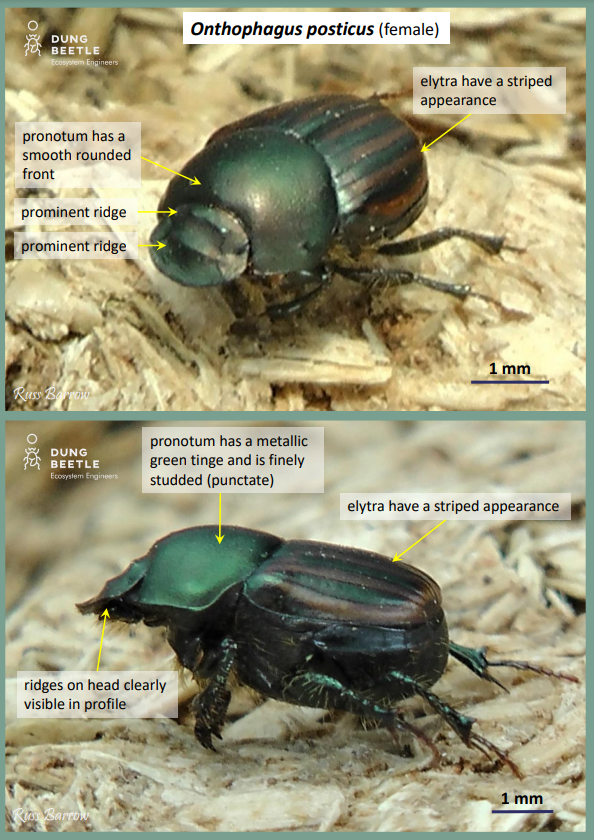 Front on and top down photos of a dung beetle with a green head and striped brown wing covering. Description says Onthophagus posticus (female) Pronotum has a smooth rounded front prominent ridge (on head) Elytra have a striped appearance  Pronotum also has a metallic green tinge and is finely studded (punctuate) Elytra have a striped appearance ridges on head clearly visible in profile