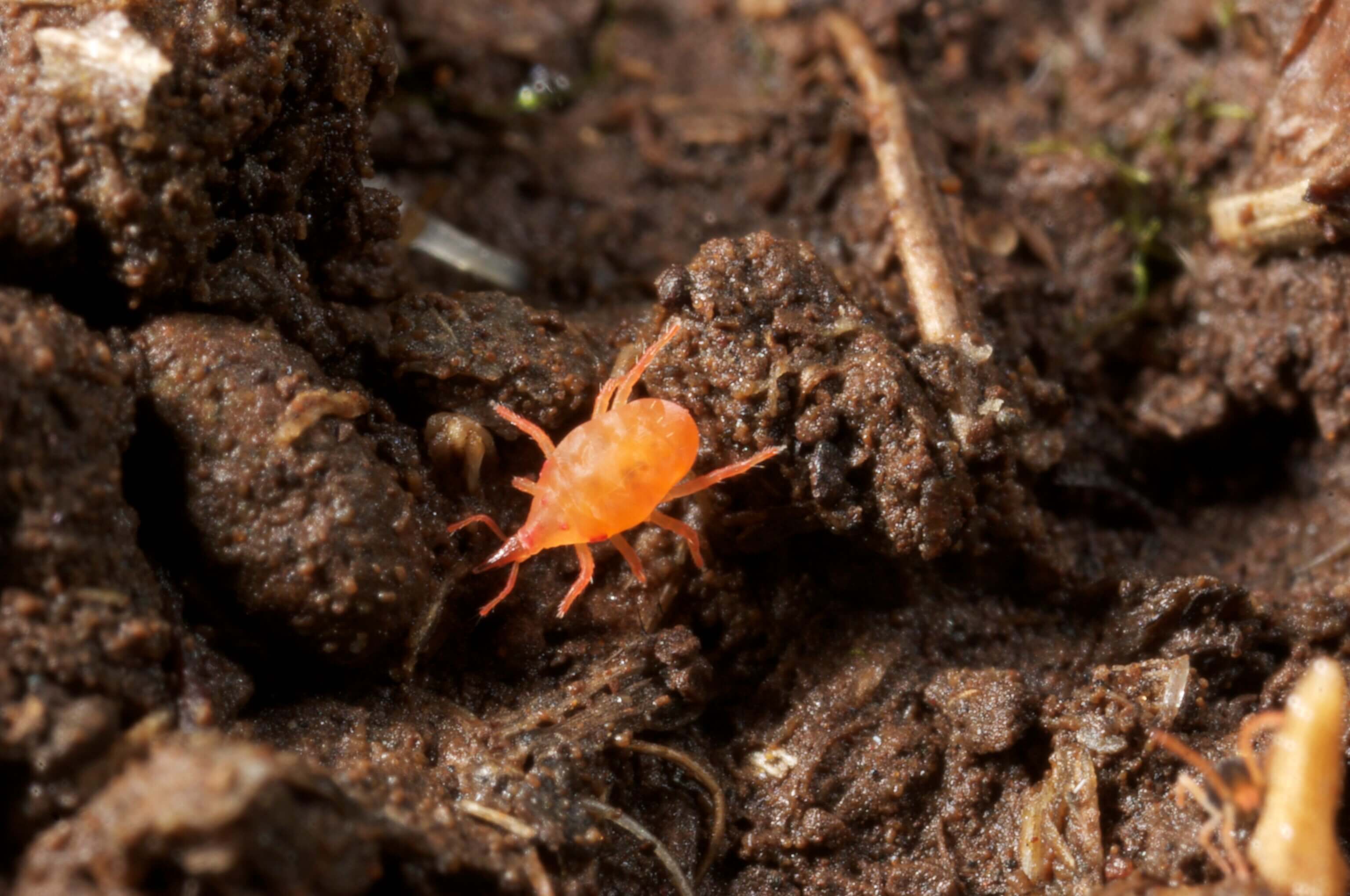Photo of an adult predatory snout mite on a brown substrate. 