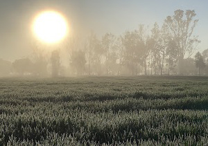 A crop at sunrise on a frosty morning