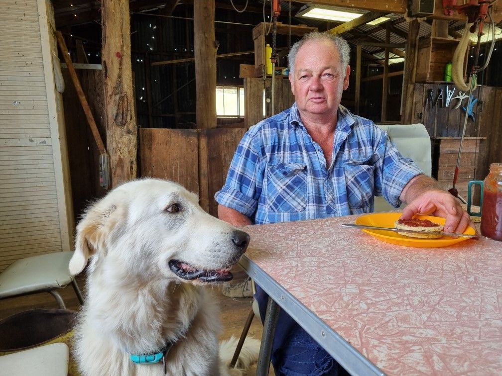 Wool grower Philip Neven with a Maremma dog