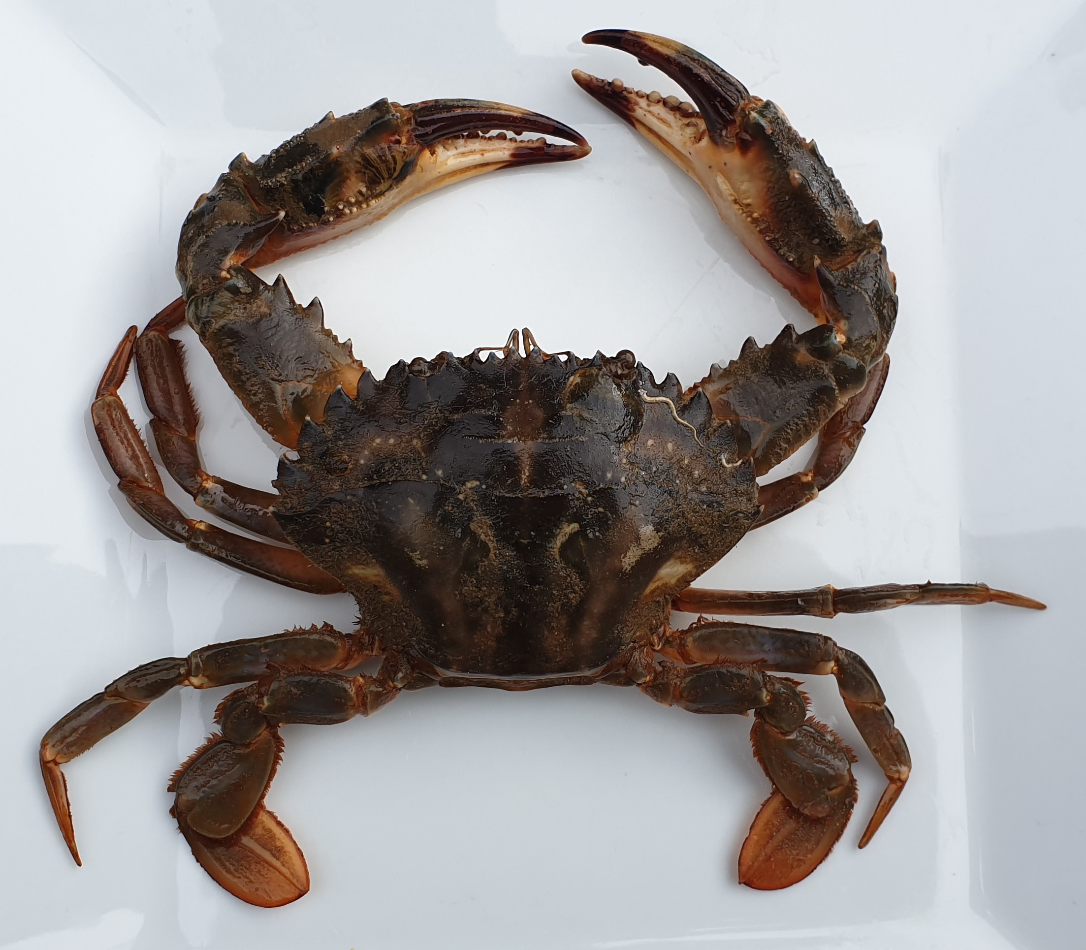 Image of Asian paddle crab. The scientific name, Charybdis japonica. This image was taken by A. Chalupa