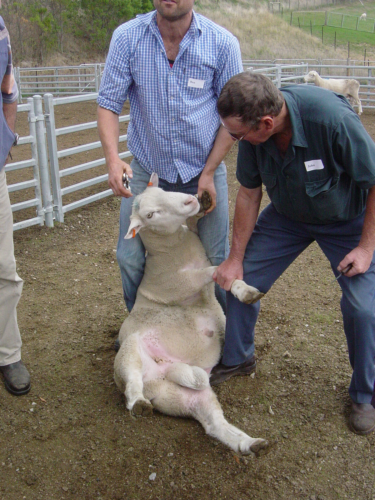 An image of farmers inspecting ram for symptoms of ovine brucellosis