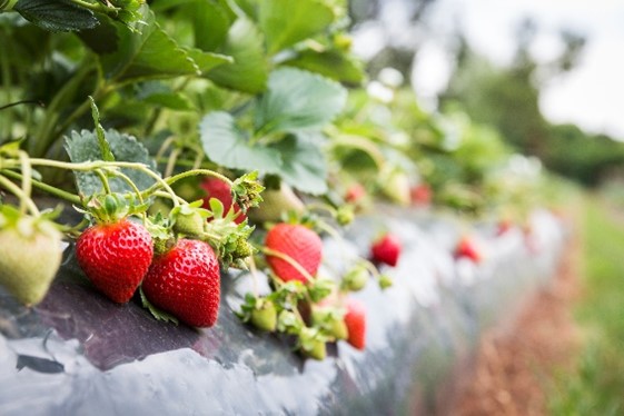 Close up image of strawberries growing in raised mounds.