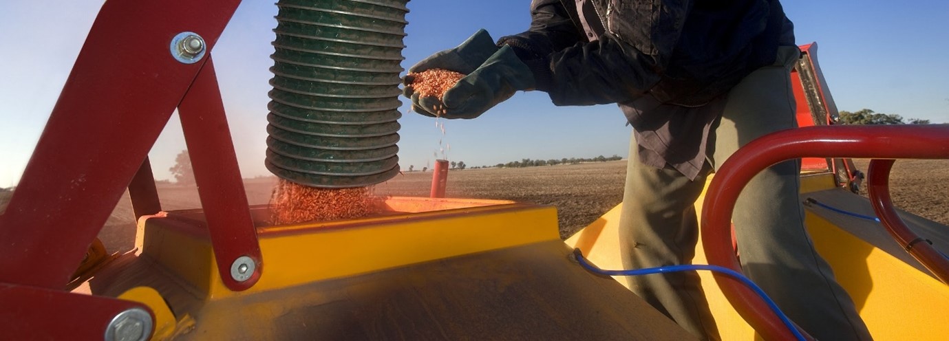 Close up image of a person holding treated seed being loaded into the seeder.