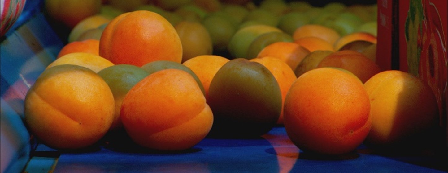 Close up image of apricots being sorted on a conveyer belt in a packing shed.